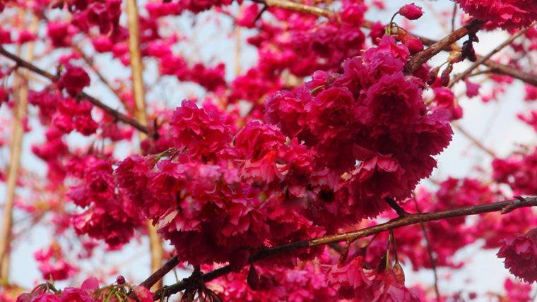 中国红樱花最美樱花樱花基地樱花品种