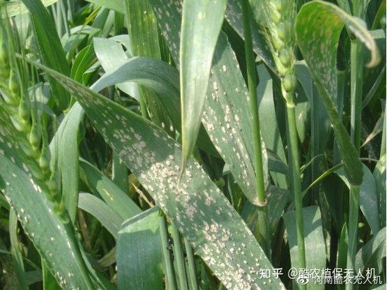 小麦赤霉病进入高发期农户该如何预防5月份小麦病害防治技术