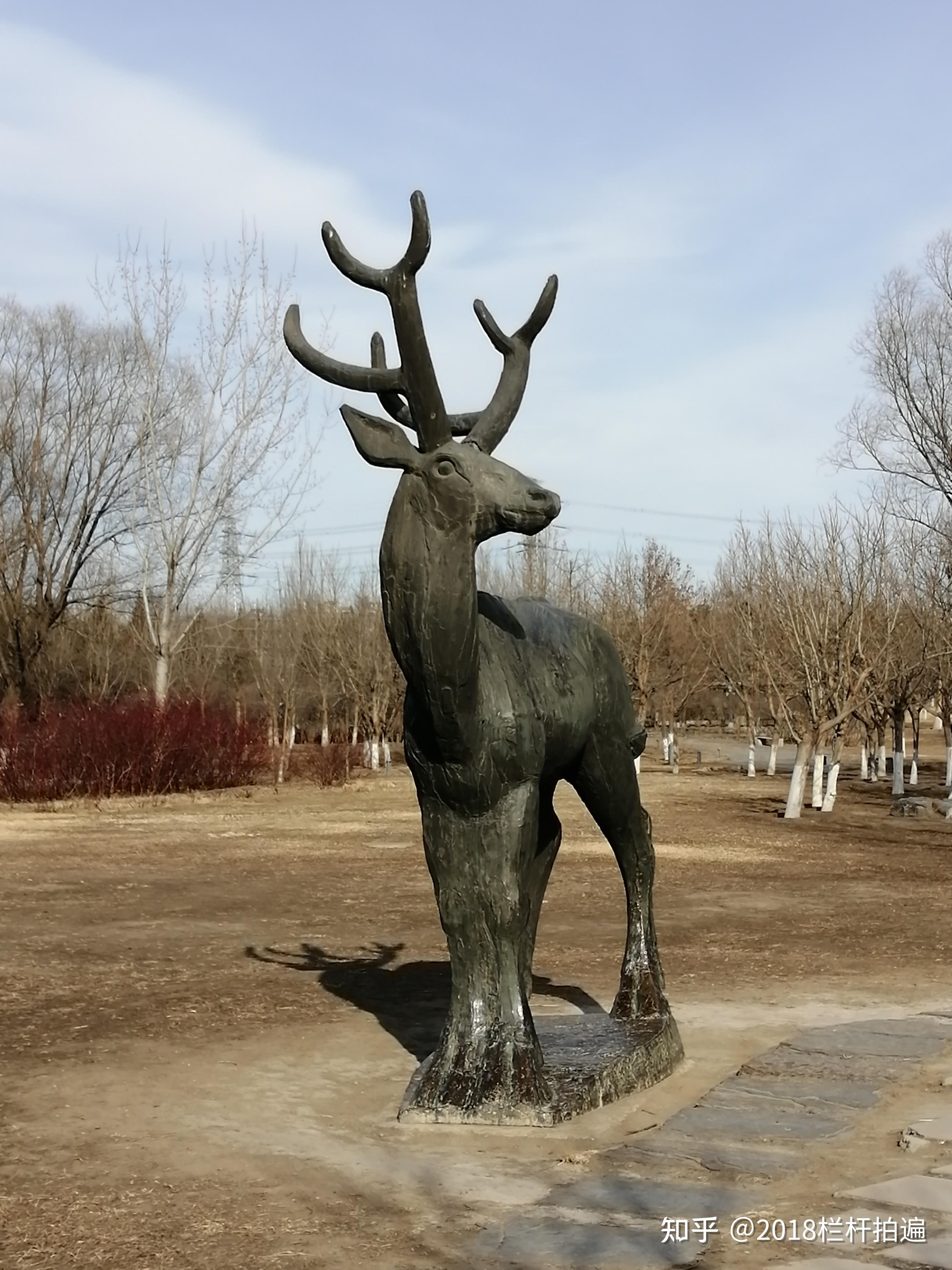 北京南海子麋鹿苑图片