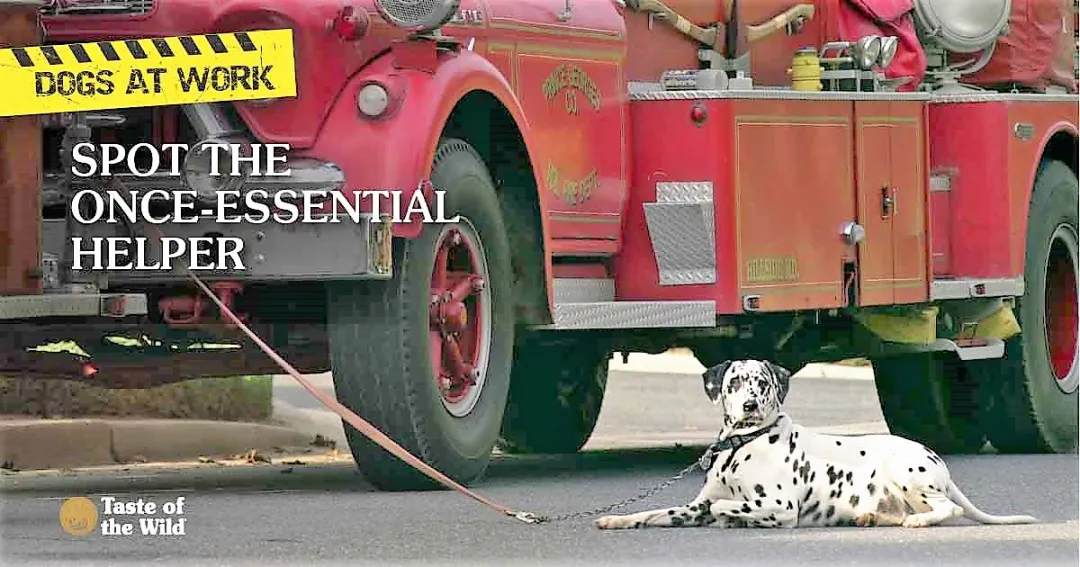 为什么美国消防犬要用斑点狗?