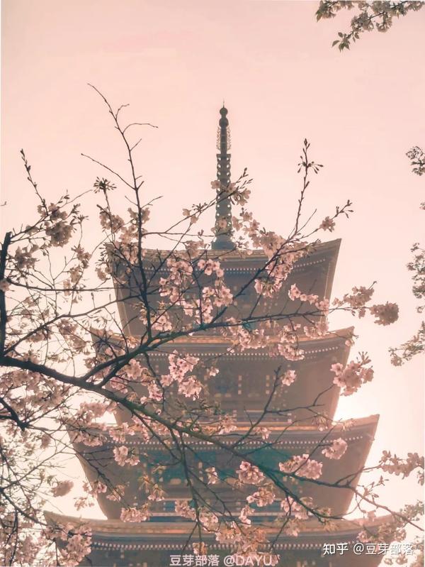 踏青春游季 风雨过后春更浓 东湖樱花点亮了这座英雄之城 知乎