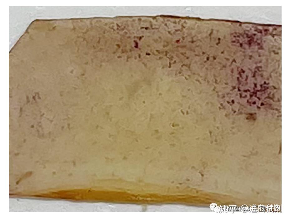 骨吸收相关实验用骨片Bone slice正式上市了 - 知乎