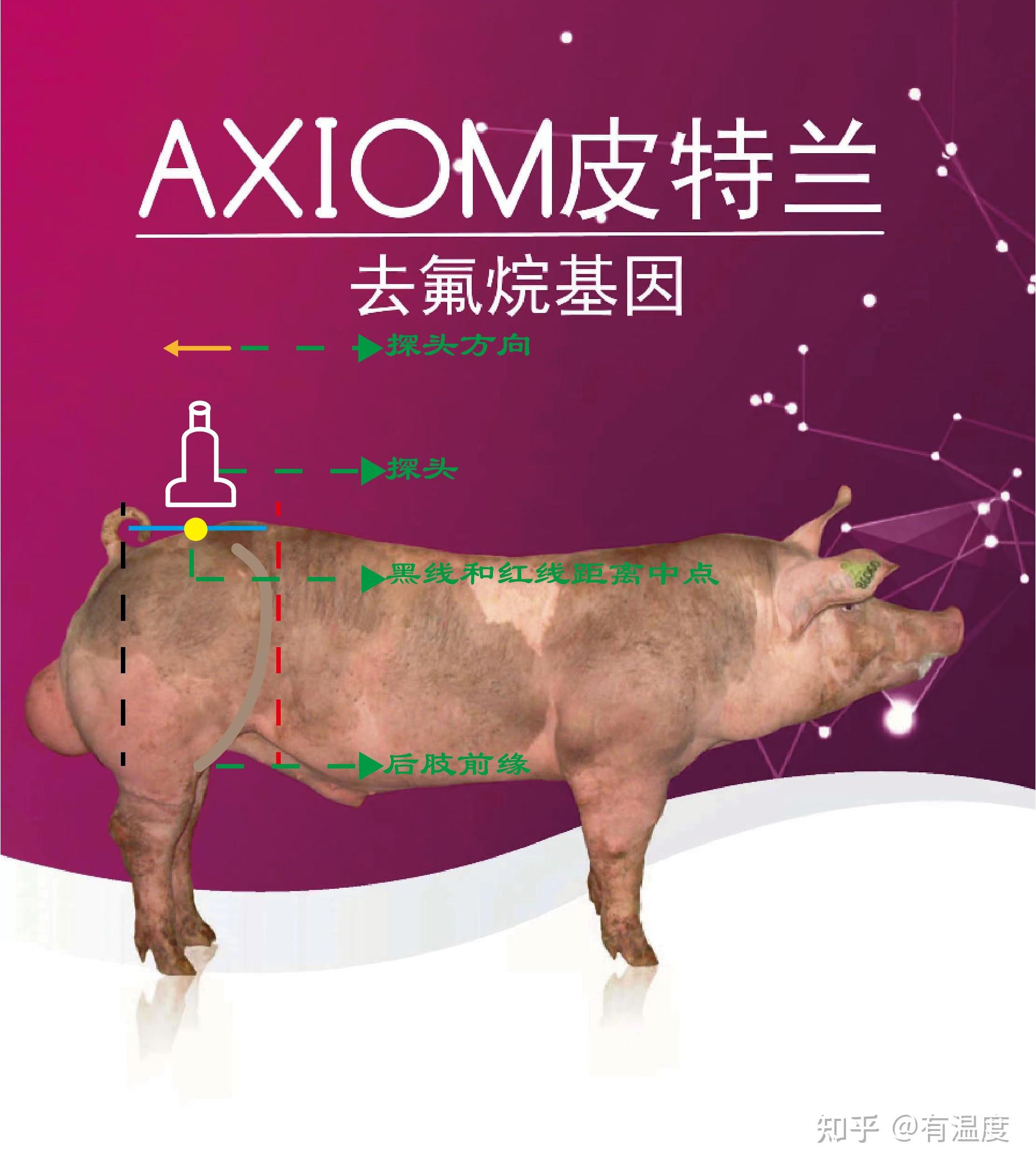 种猪的背膘测定 - 知乎