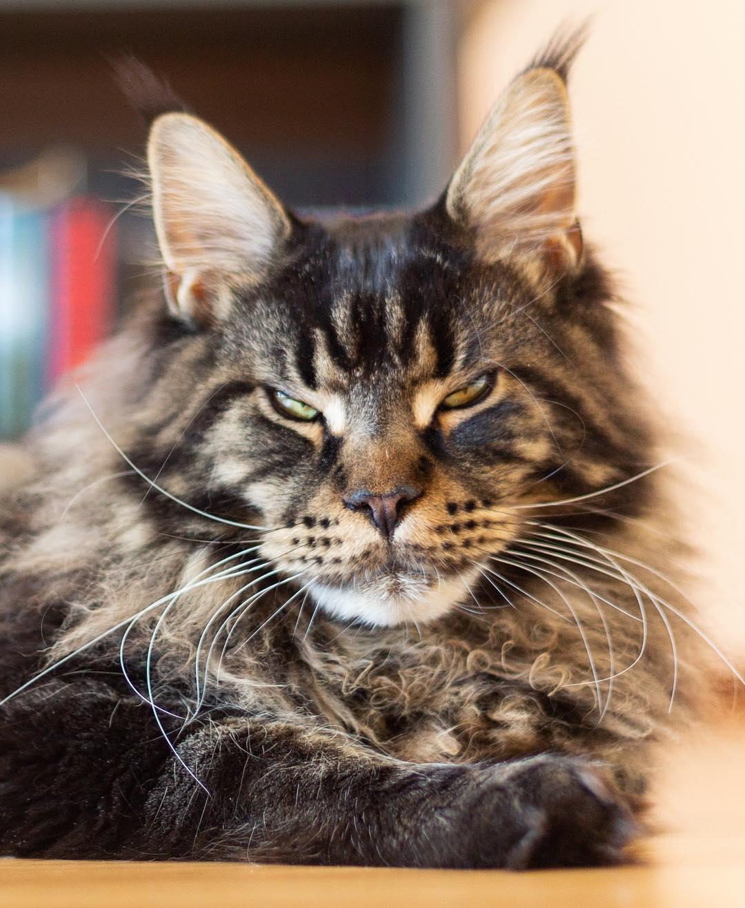 吸猫大会缅因猫albus