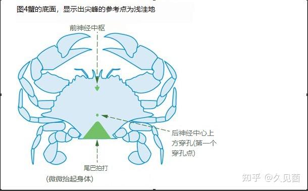 螃蟹的脑子在哪图解图片