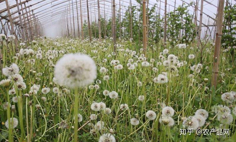栽培技术多倍体蒲公英的大棚栽培技术