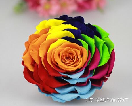何为七彩玫瑰永生花,七彩玫瑰的冻干制作技术过程