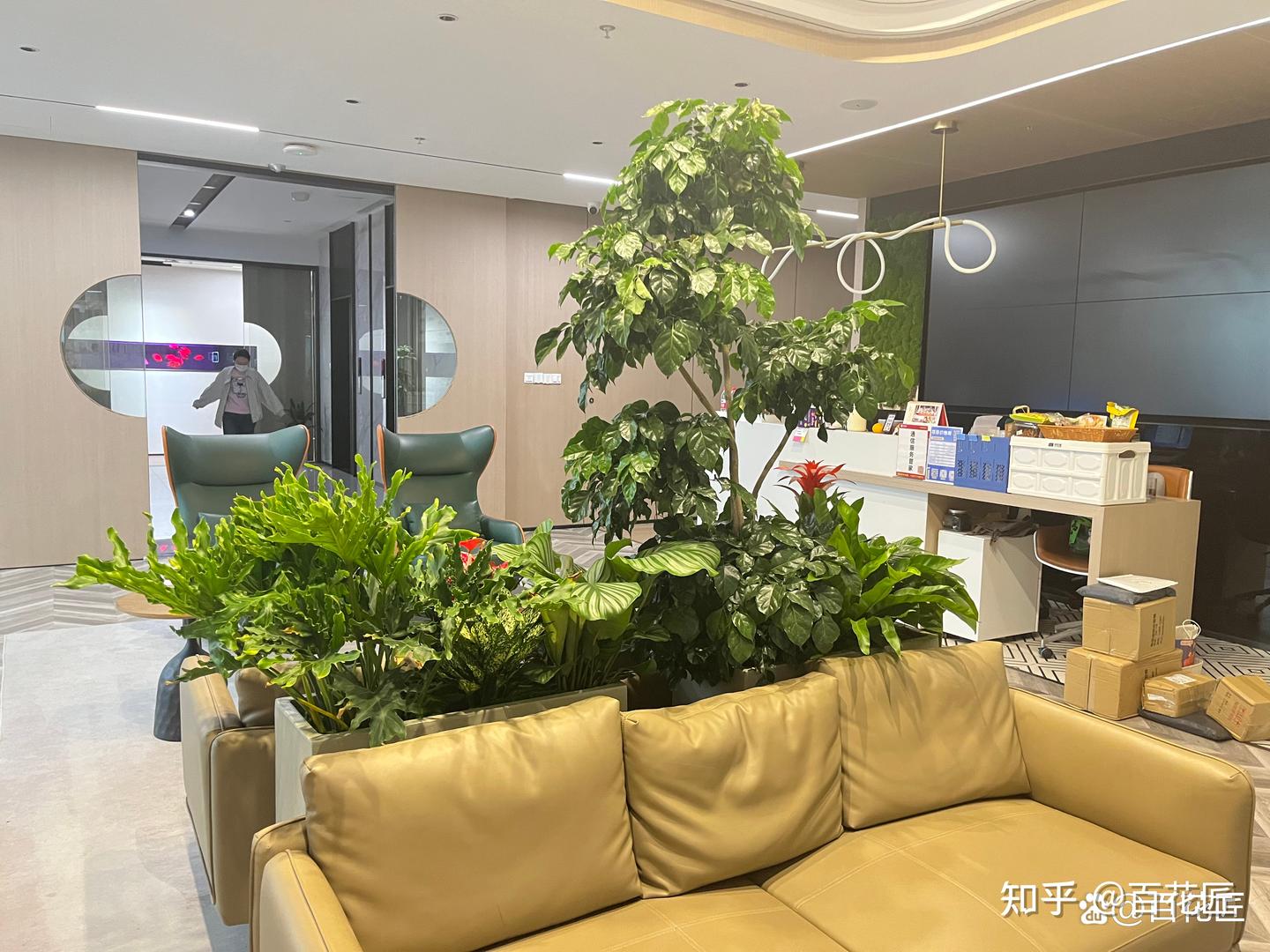 租办公绿植到底要多少钱？写字楼、门店绿植租摆价格明细公布 - 知乎