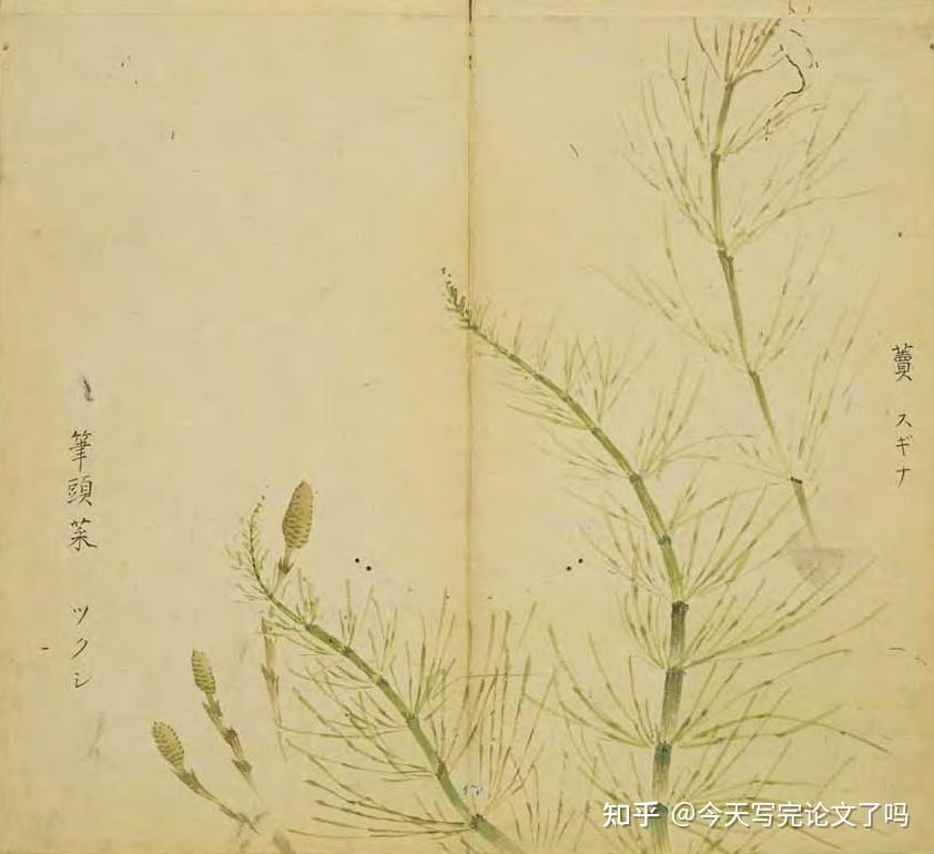 61天读完诗经day22猗嗟葛屦汾沮洳敝笱载驱