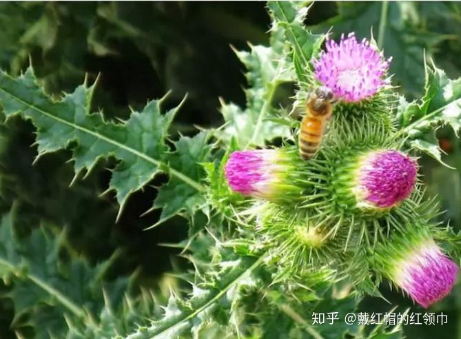 别名:剪刀草,石灰菜,绒球,苦榔头,糯米菜.花跟小蓟很像,一度分不出来.