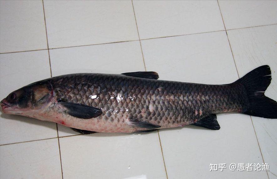 钓鱼真能发家致富,纯黑色的镇宅青鱼,10万一条一点不贵 - 知乎