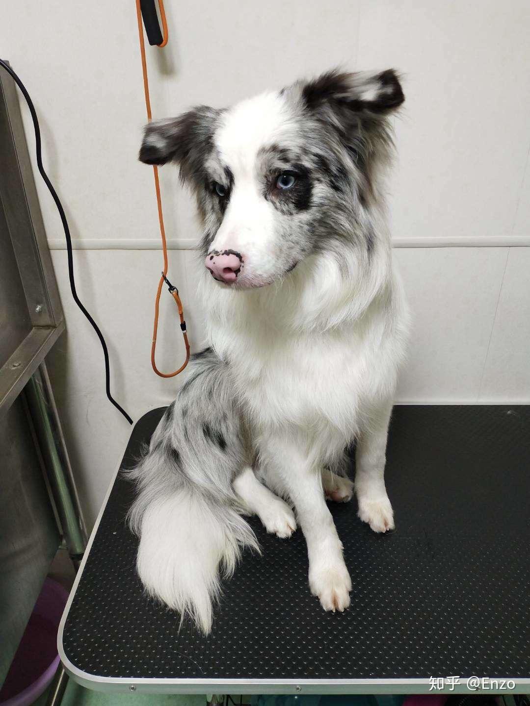 说说边境牧羊犬有多聪明?