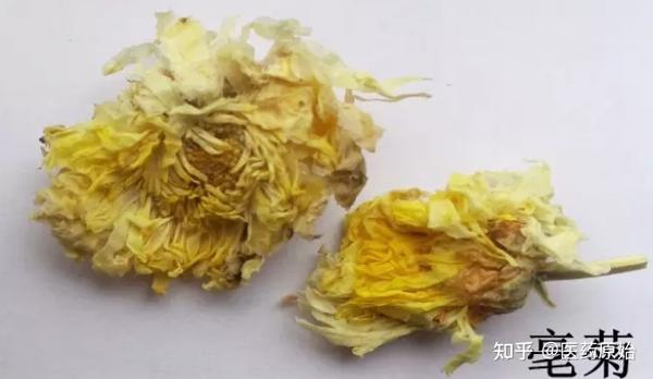 带你识别菊花 - 知乎