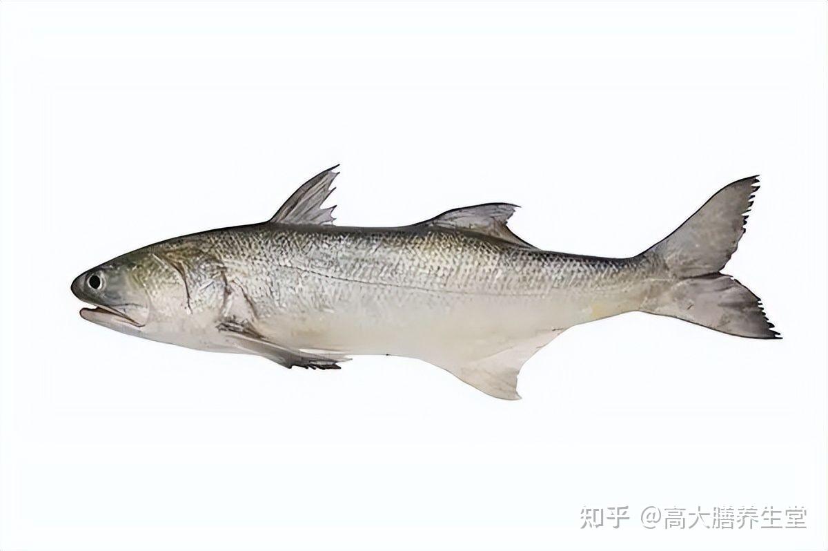 斗湖胶的鱼种是鲈形目马鲅科四指马鲅属的四指马鲅,潮汕,福建一带称为
