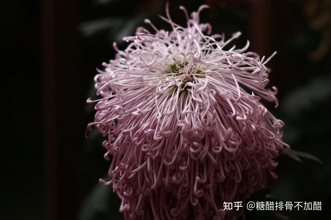 人民公園茶館所以這倆字到底寫的啥兩棵長得很像蘑菇的樹即將入土為安