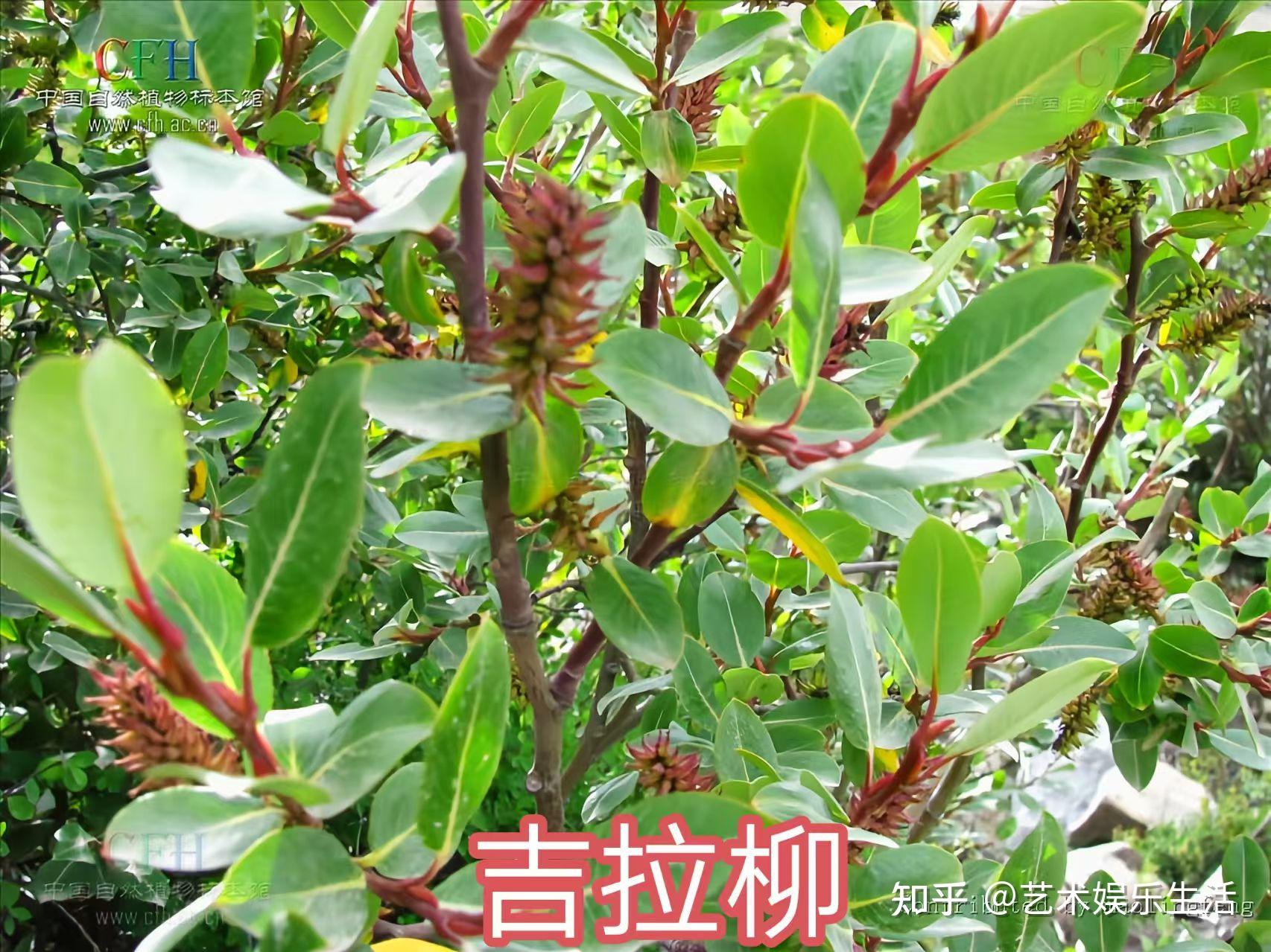杨柳科植物有哪些 - 知乎