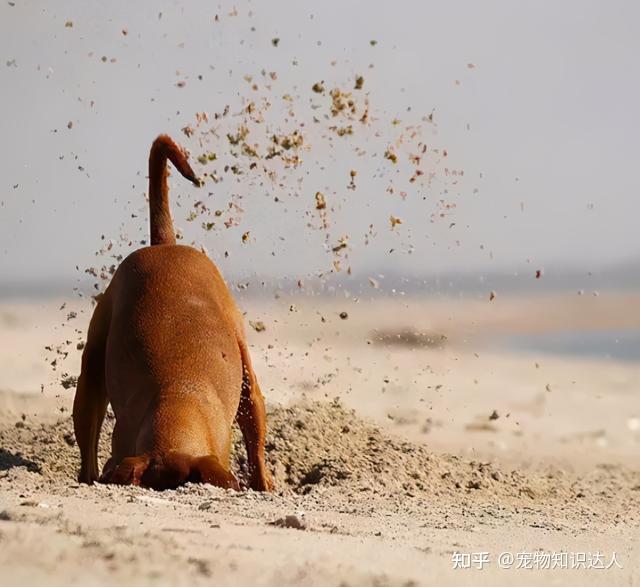 狗狗的六个原始本能你家的还保留几个呢