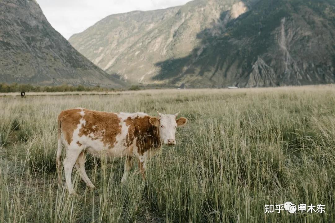 十二地支丑土生性固执却对人以诚相待