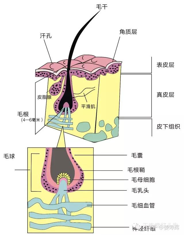 这几组数据,是你需要知道的头发生理知识 - 知乎