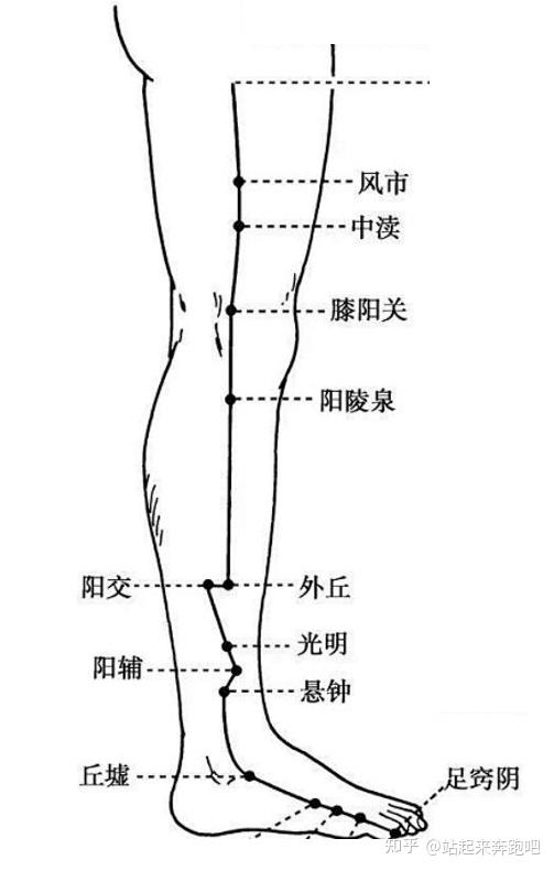 外胆内肝腿部经络图图片