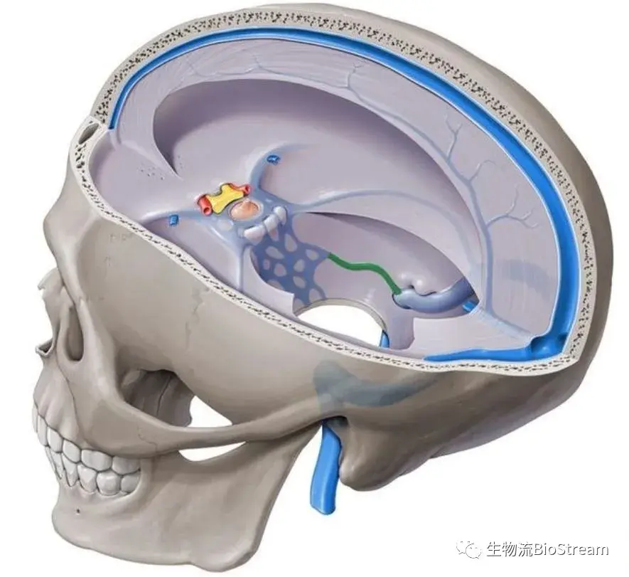 所以,靜脈血管想要匯入靜脈竇,必須穿越軟腦膜,蛛網膜以及硬腦膜的