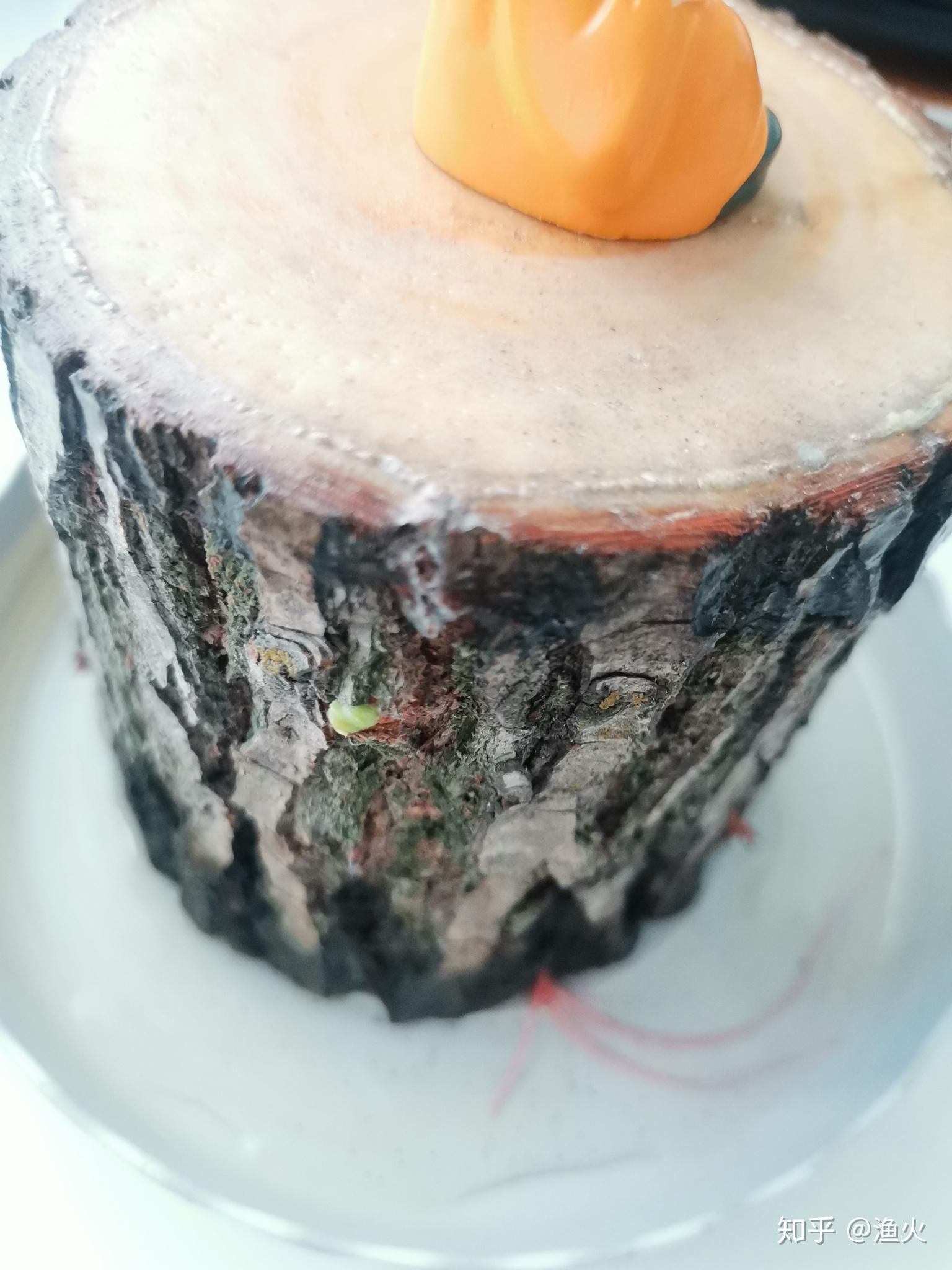 2021考研党蹲一个幸运木伪巴西木实为小柳树墩子