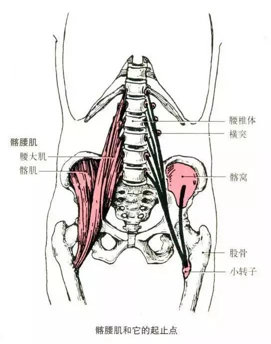 位置与形态 系髋肌前群肌之一由腰大肌和髂肌构成