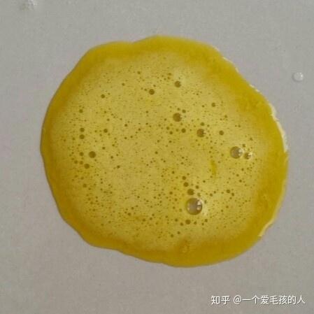 狗狗吐黄水是什么原因我能为狗狗做什么