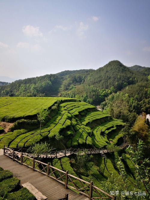 陪你去英山茶叶谷,过诗意生活