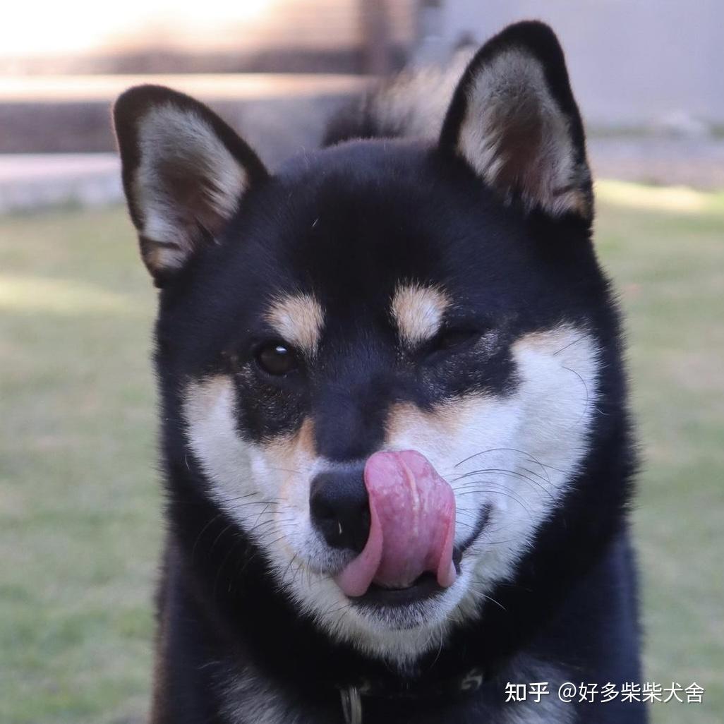 柴犬科普|教你如何挑选柴犬幼犬(黑柴篇) - 知乎
