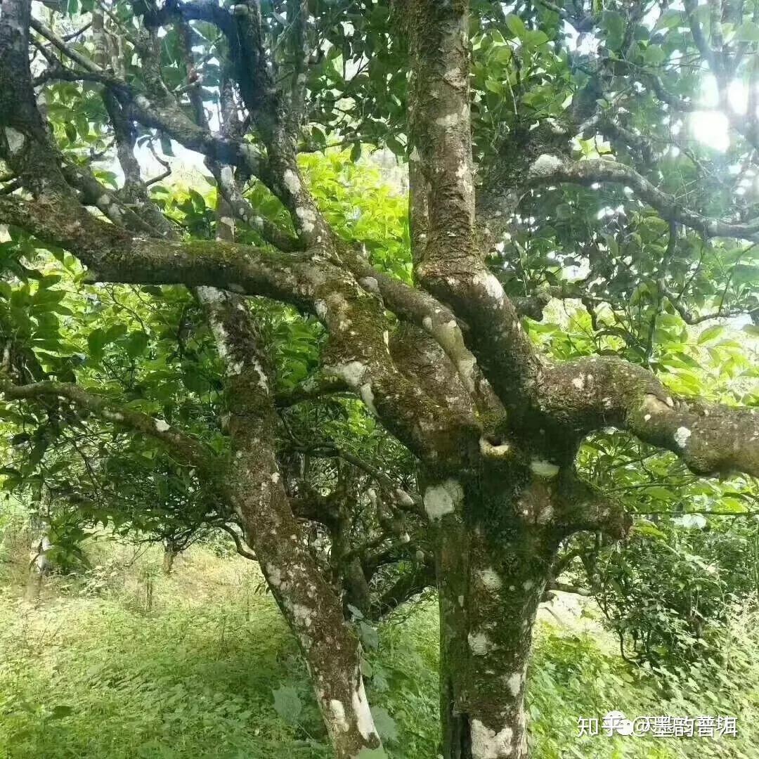 解读 | “古树茶”究竟是怎样的概念? - 知乎