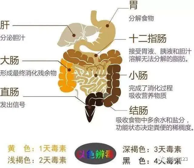 胃肠功能紊乱症状表现都有哪些?