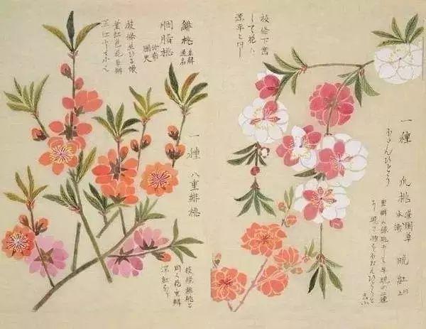 花信风 立春时节 春暖花开 知乎