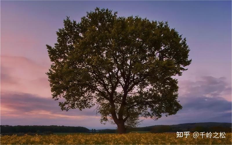 一根树枝与月季花及小草的非童话故事 - 知乎