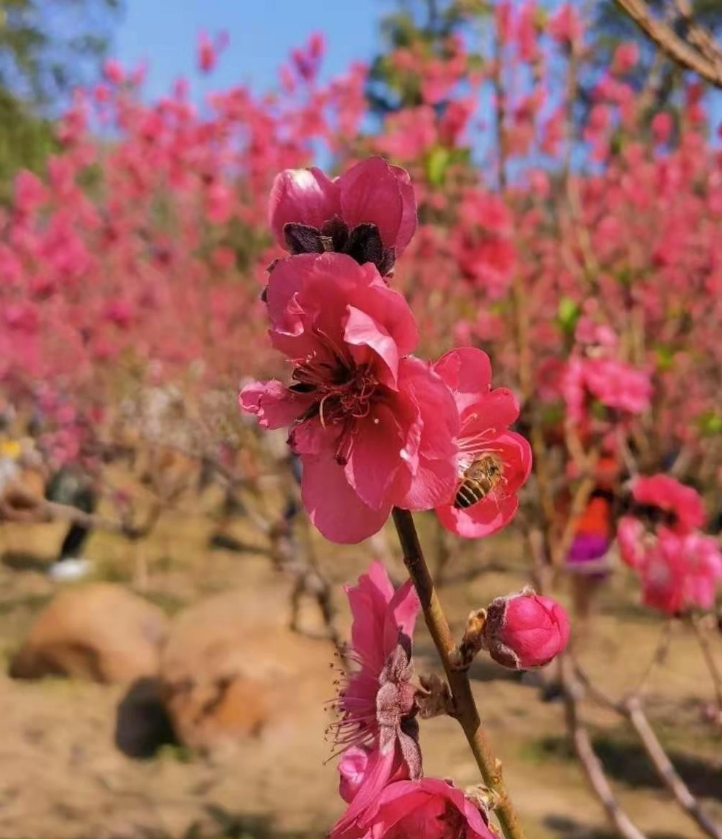 每到桃花盛开时广州最老牌赏花处美不胜收近便省钱街坊邻里都爱
