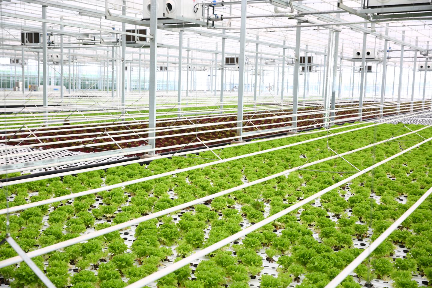 新农民技术贴 三 植物工厂的水培系统 知乎 新农民技术贴 三 植物工厂的水培系统 知乎