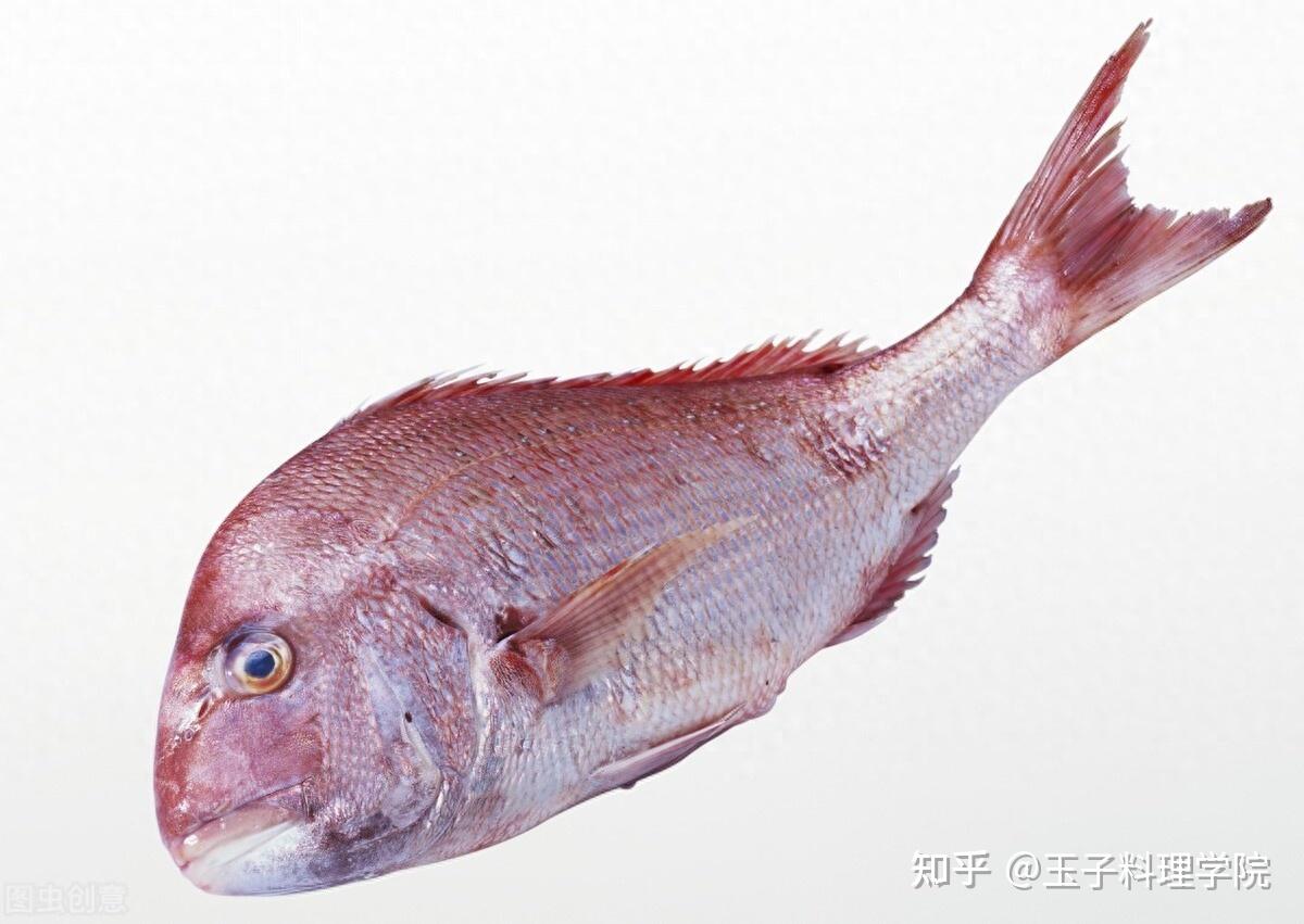 日料培训之鲷鱼科普 - 知乎