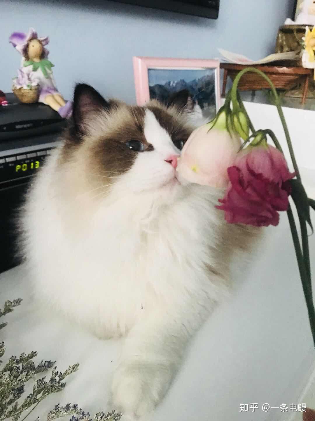 在大学宿舍养猫是一种什么样的体验?