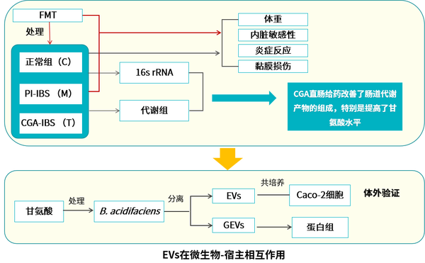 【派森诺多组学项目文章】IF=15.1!多组学联合揭示绿原酸和细胞外囊泡改善PI-IBS的机制 - 知乎