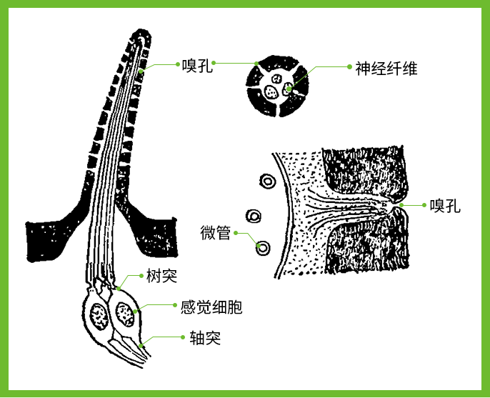 触觉结构图片