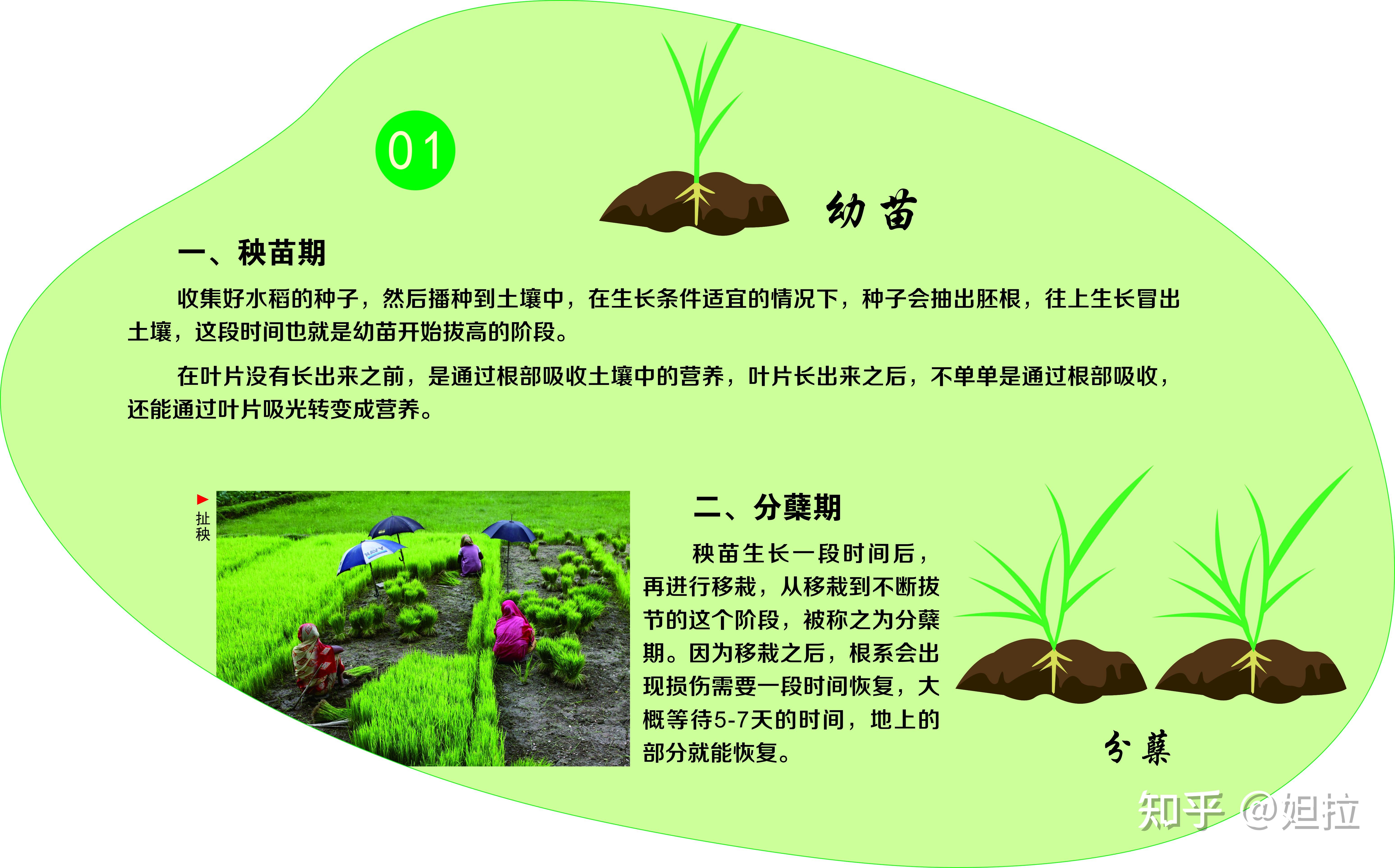 序水稻从种子萌发开始,经过发根,长叶,分骧,拔节,长穗,开花,结实等一