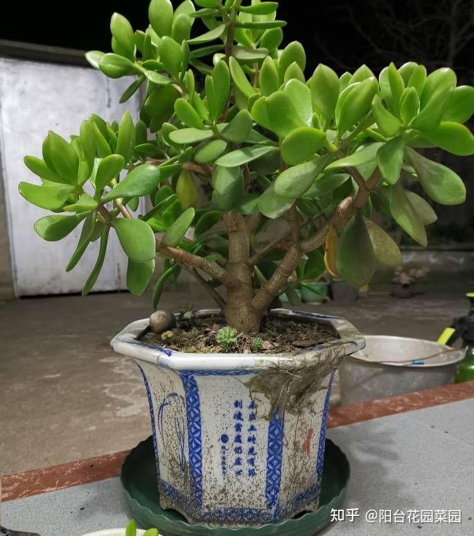 甚至几十年,长得枝干粗壮,甚至能长成百年老树,年年开花,玉树临风