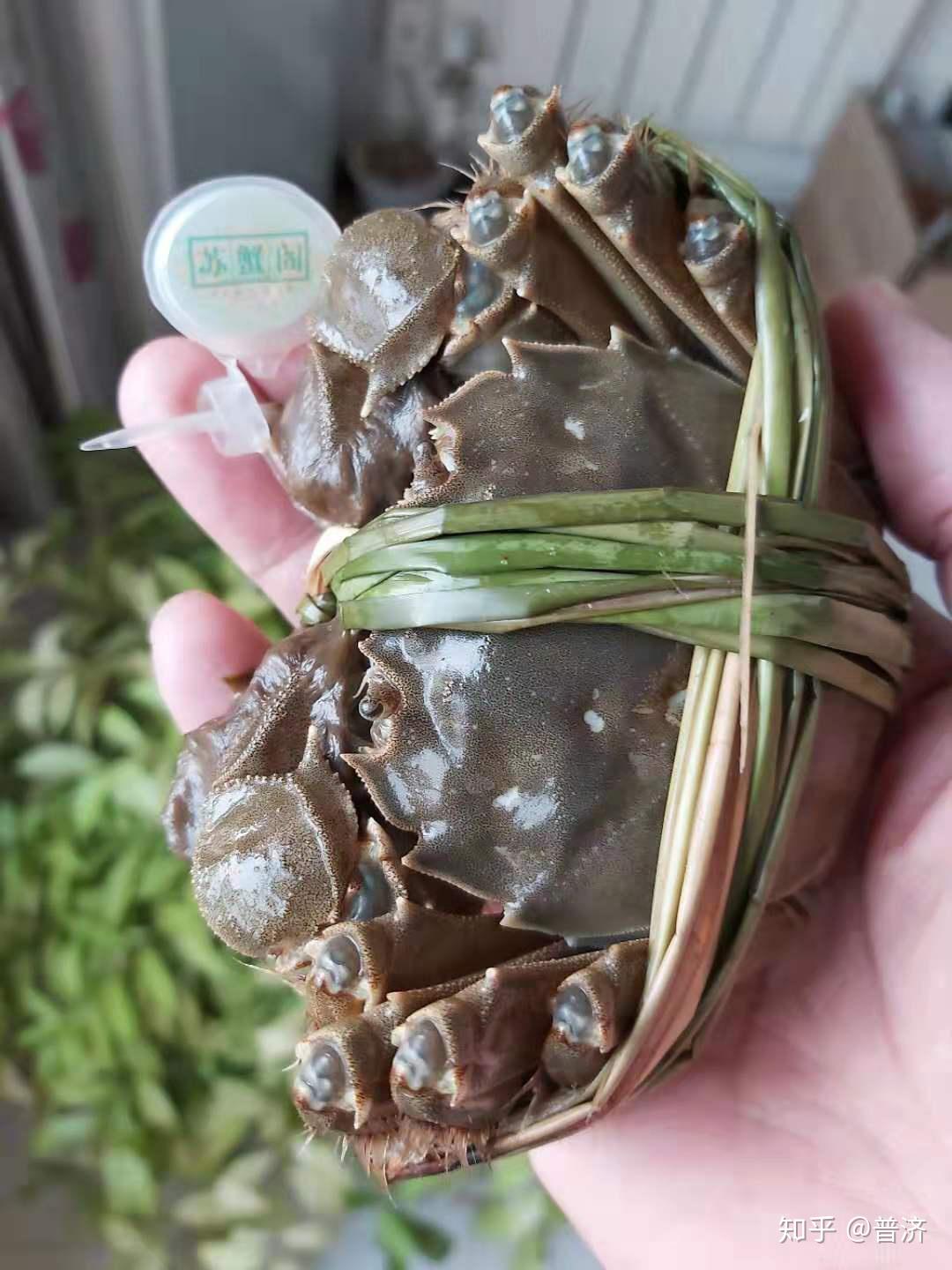 阳澄湖大闸蟹名声遐迩诗人李白点赞的丹阳大泽花津蟹哪去了