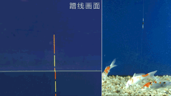 漂相该怎么看?实拍鱼吃饵和浮漂对应动作,轻松掌握提竿时机
