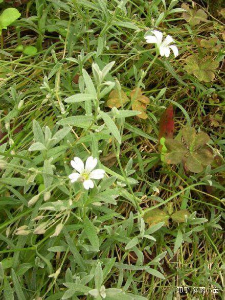 诗经国风周南卷耳