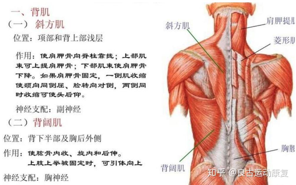 如下图背部表层主要肌肉有斜方肌(上)和背阔肌(下)组成