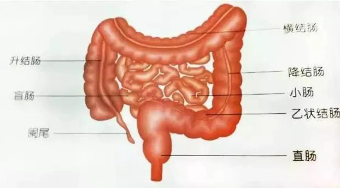 空肠的位置示意图图片