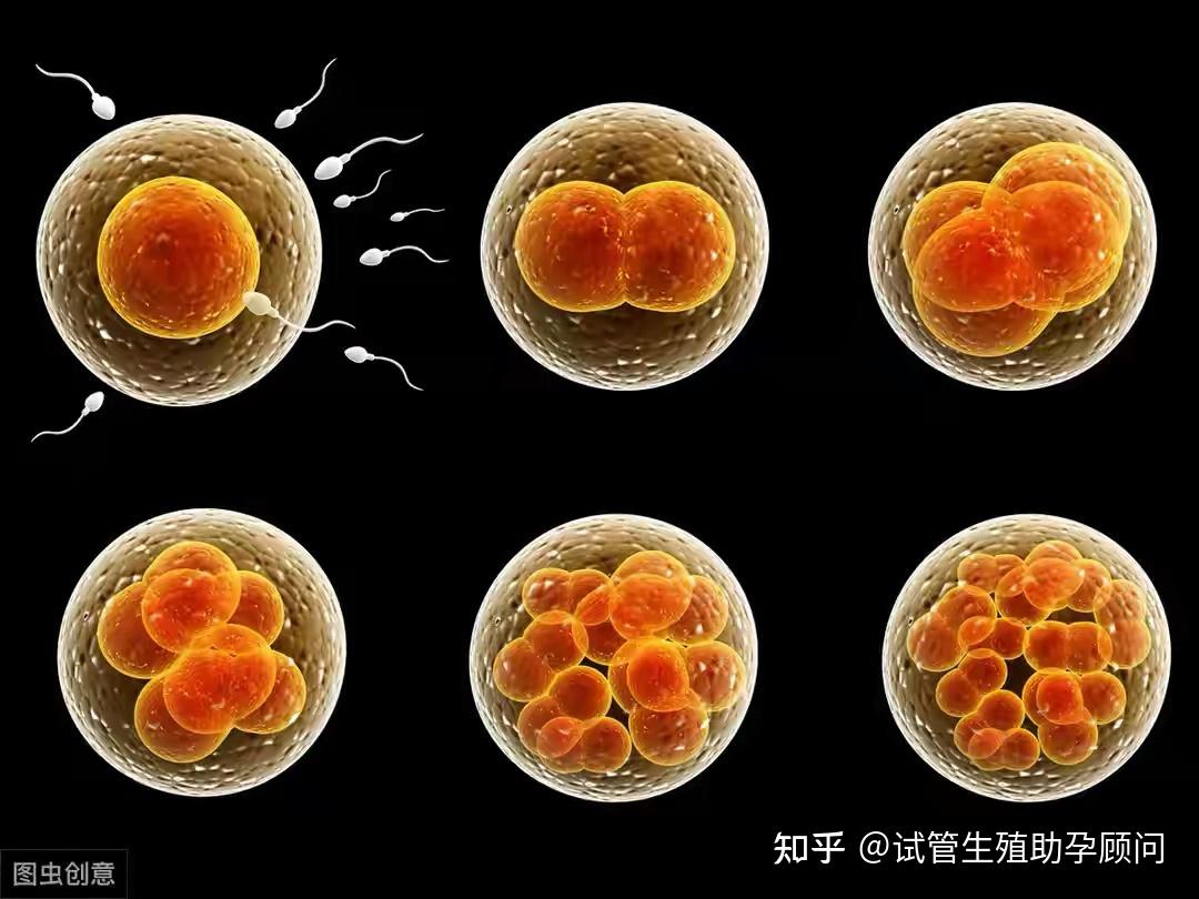 试管婴儿鲜胚和囊胚有什么区别呢？ - 知乎