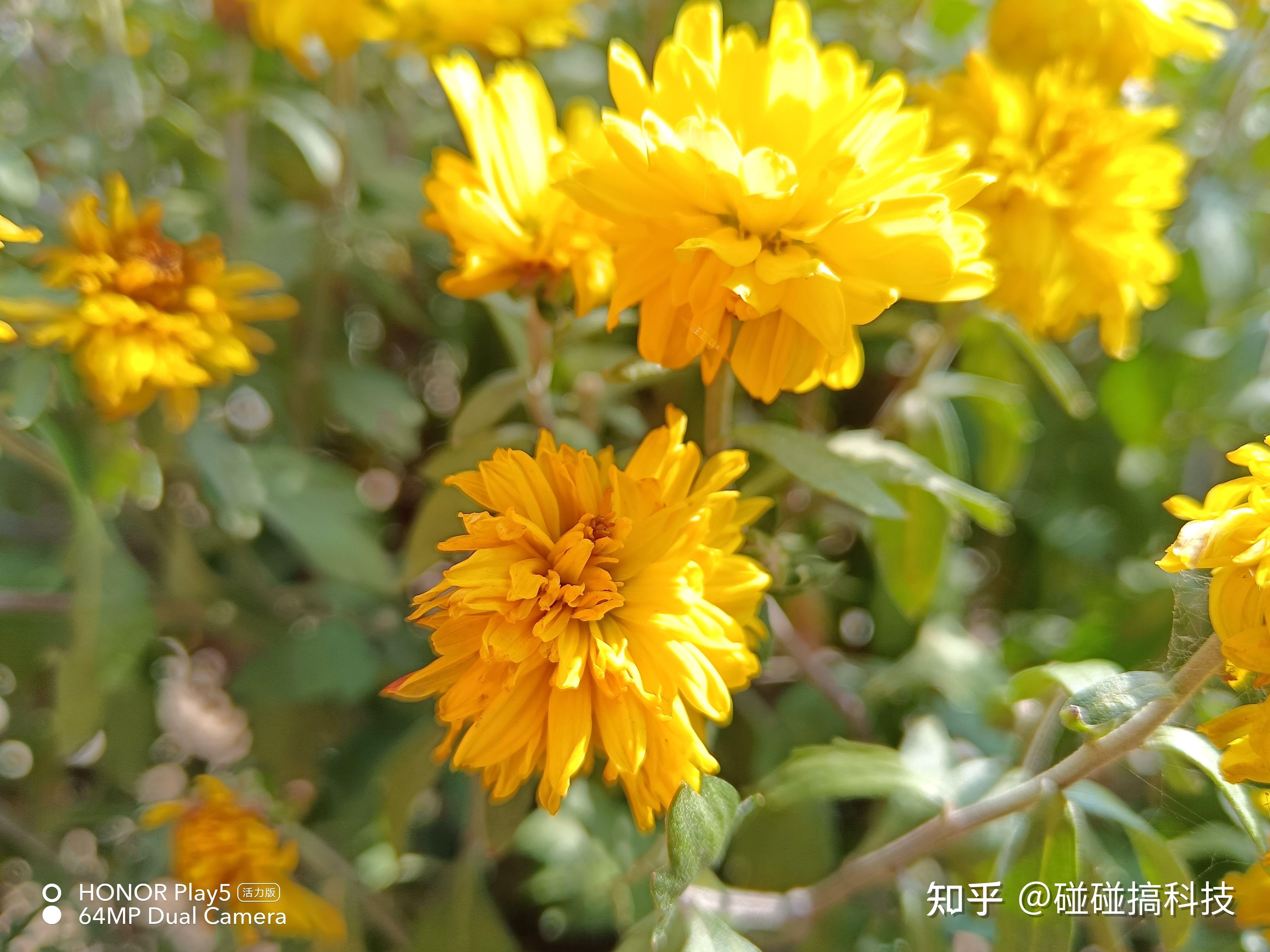 碰碰亲身体验了一下荣耀play5 活力版的影像能力,把样张附在后面大家