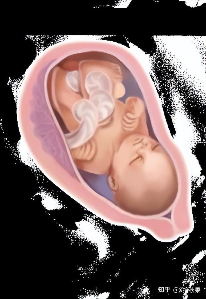 从受精卵到新生儿,40周,胎宝宝每周都有啥变化?